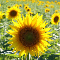 Sonnenblume Samen zur Aussaat Landhaus Garten wichtig Traditionssorte & ohne Gentechnik Samen Hausgarten
