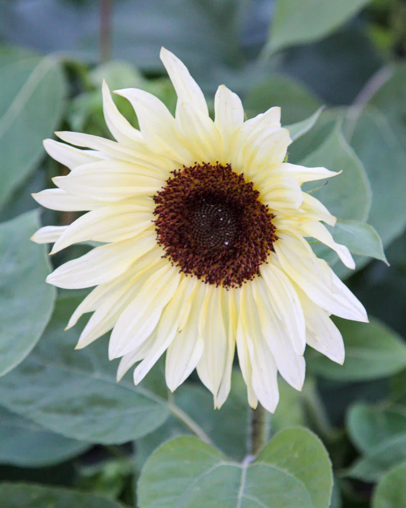 Creme Sonnenblume Blumensamen zur Aussaat – duftend Blüten – Traditionssorte & ohne Gentechnik Samen Hausgarten
