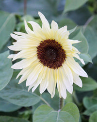 Creme Sonnenblume Blumensamen zur Aussaat – duftend Blüten – Traditionssorte & ohne Gentechnik Samen Hausgarten