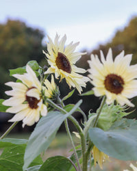 Creme Sonnenblume Blumensamen zur Aussaat – duftend Blüten – Traditionssorte & ohne Gentechnik Samen Hausgarten