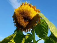 Gray Mongolian Sonnenblume Samen zur Aussaat Anzucht Traditionssorte & ohne Gentechnik Samen Hausgarten