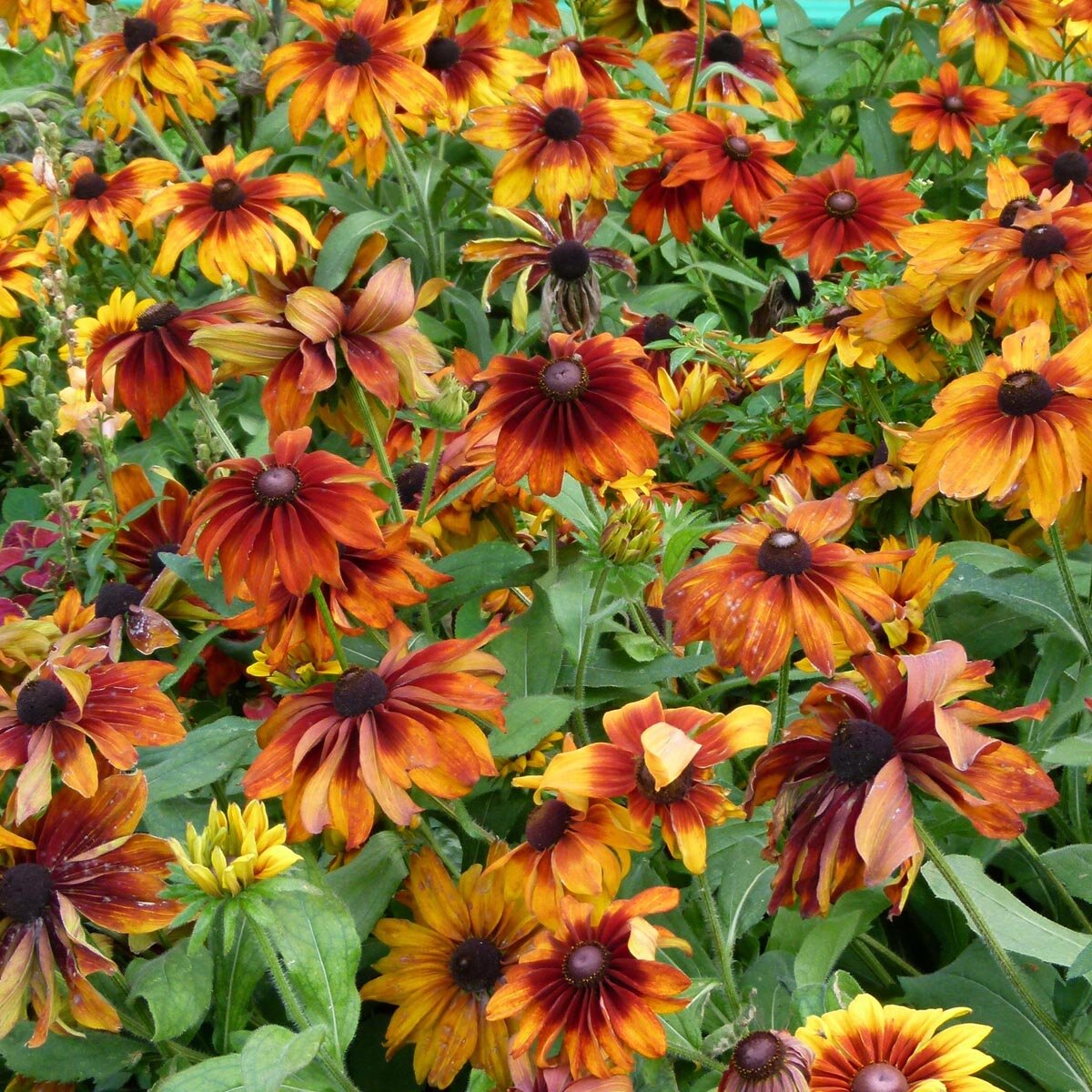 Orange Sonnenhut Blumensamen zur Aussaat – Anzucht – Traditionssorte & ohne Gentechnik Samen Hausgarten