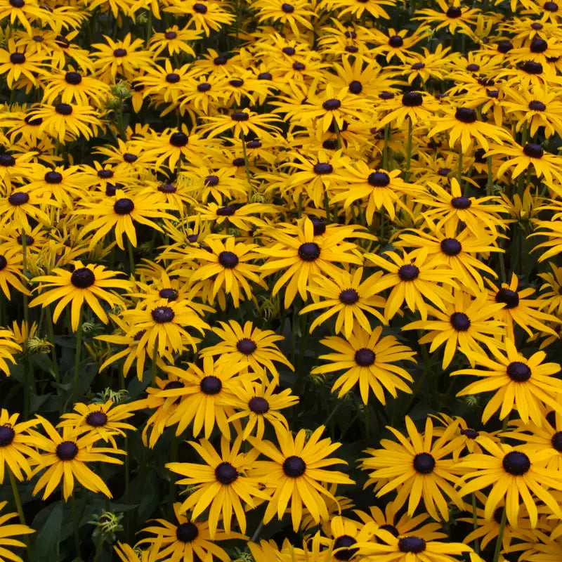 Gelb Fulgida mehrjährige Samen Blumensamen zur Aussaat – saisonal Dauerblüher – Traditionssorte & ohne Gentechnik Samen Hausgarten