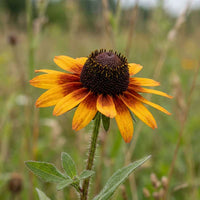 Sonnenhut Blumensamen zur Aussaat – Halbschatten verträglich – Traditionssorte & ohne Gentechnik Samen Hausgarten