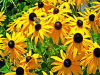 Sonnenhut Blumensamen zur Aussaat – Halbschatten verträglich – Traditionssorte & ohne Gentechnik Samen Hausgarten