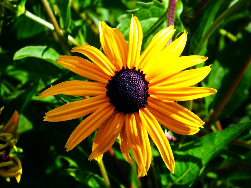Sonnenhut Blumensamen zur Aussaat – Halbschatten verträglich – Traditionssorte & ohne Gentechnik Samen Hausgarten