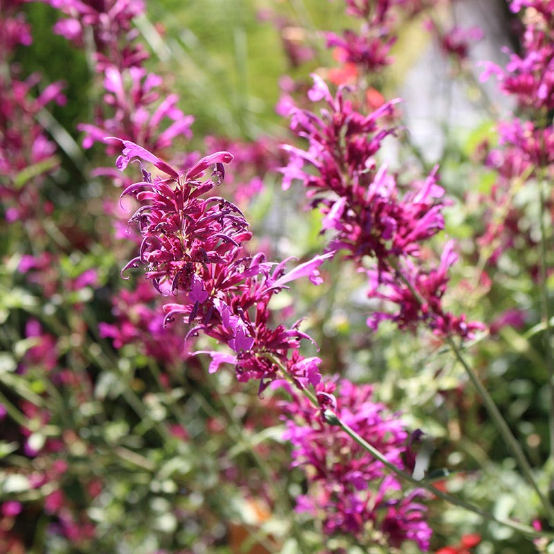 Agastache Cana Blumensamen zur Aussaat – Drought verträglich – Traditionssorte & ohne Gentechnik Samen Hausgarten