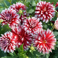 Soothing weiß dahlia blooms for containers and borders