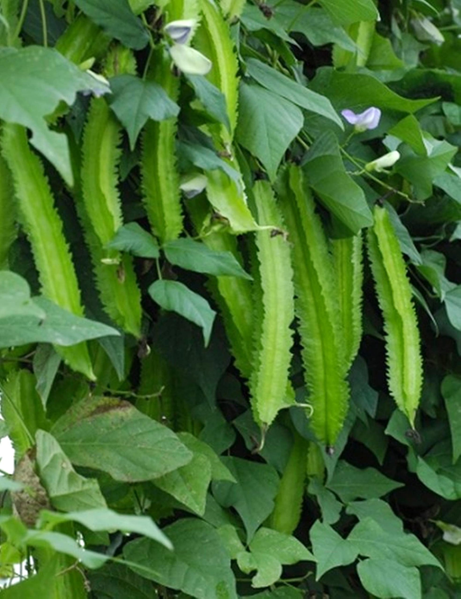 Strong sophocarpus pflanzen developed aus quality samen