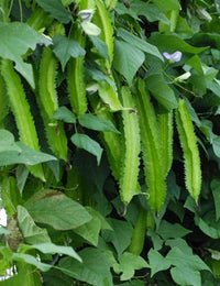 Strong sophocarpus pflanzen developed aus quality samen