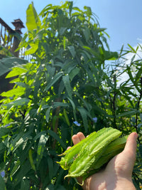 Healthy sophocarpus seedlings wachsend aus non-gmo samen