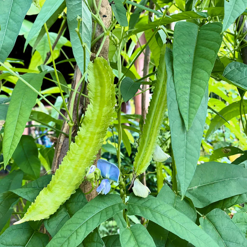 Sophocarpus samen für aussaat in home gardens