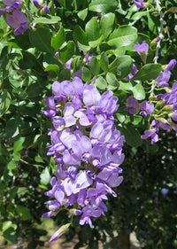 Traditionssorte Sophora Secundiflora Blumensamen zur Aussaat kompakt Wuchs Traditionssorte & ohne Gentechnik Samen Hausgarten