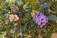 Secundiflora Blumensamen zur Aussaat Drought verträglich Traditionssorte & ohne Gentechnik Samen Hausgarten
