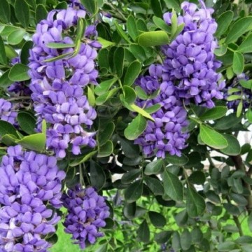 Texas Mountain Laurel Mescal Bean Blumensamen zur Aussaat – Halbschatten verträglich – Traditionssorte & ohne Gentechnik Samen Hausgarten