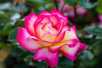 Sorbet roses blume samen for anpflanzung