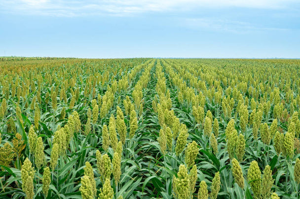 Sorgo pflanzen cultivated in outdoor garten beds