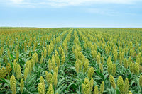 Sorgo pflanzen cultivated in outdoor garten beds