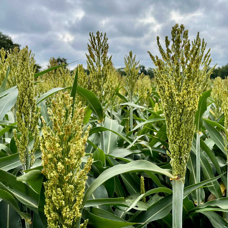 Healthy sorgo pflanzen wachsend in warm-season garten