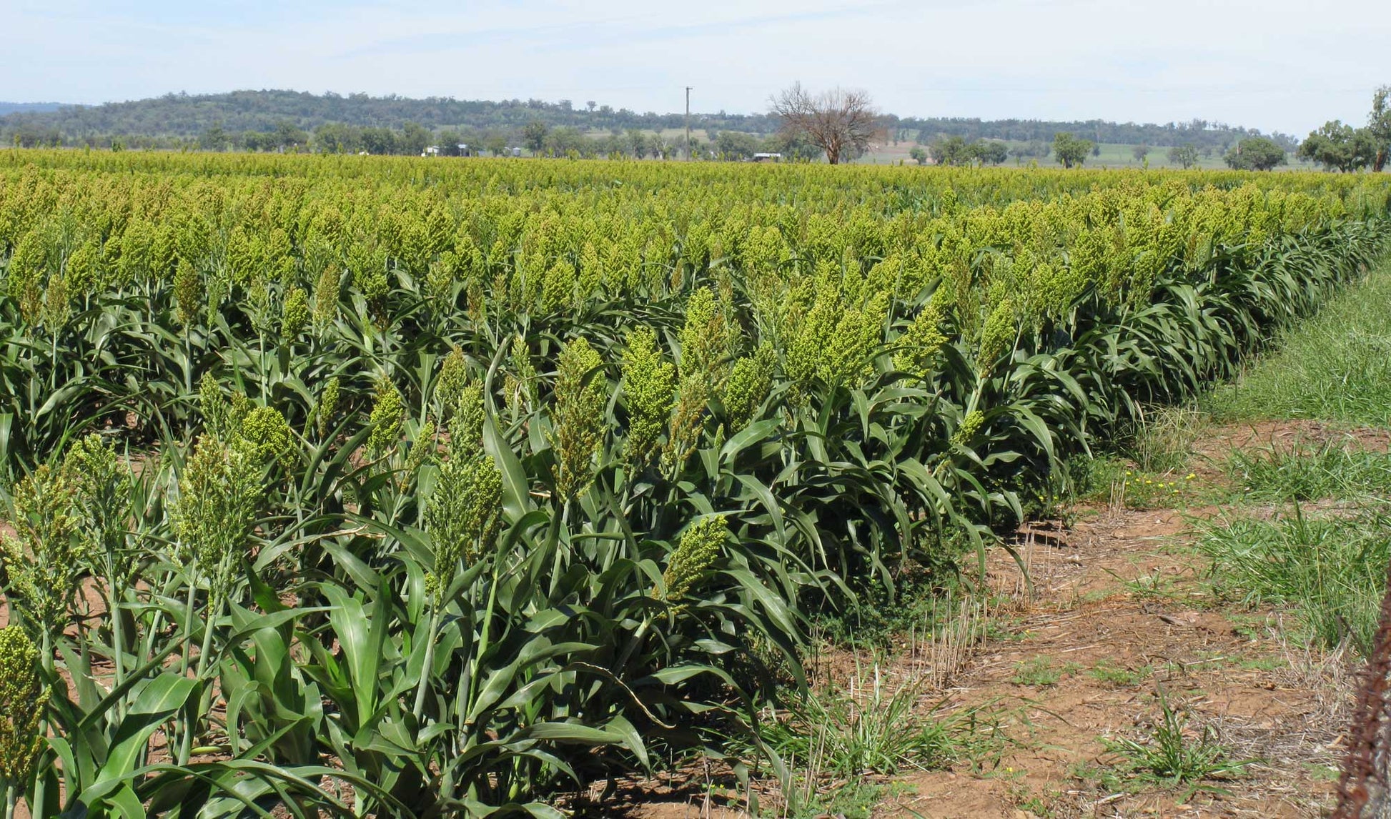 Non-gmo sorgo samen für aussaat in home gardens
