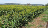 Non-gmo sorgo samen für aussaat in home gardens