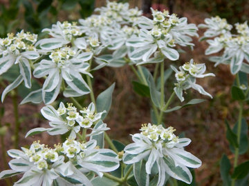 Grün und Weiß Mountain Blumensamen: wichtig Aussaat