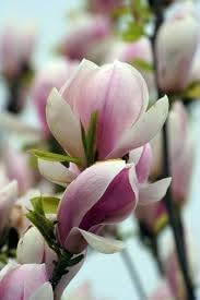 Soulangeana magnolia blume samen for anpflanzung