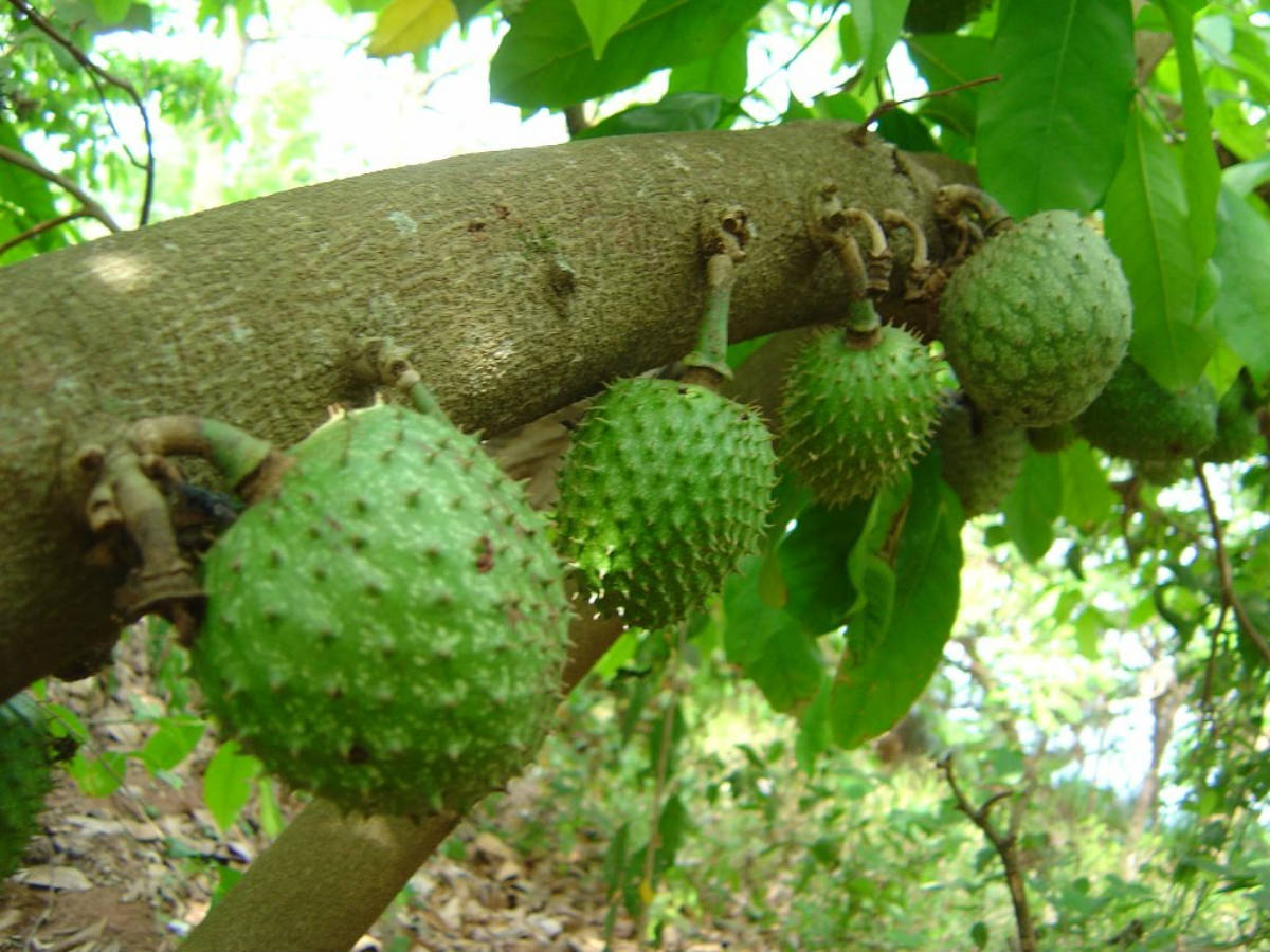 Sauerampfer frucht samen für einfaches Anpflanzen