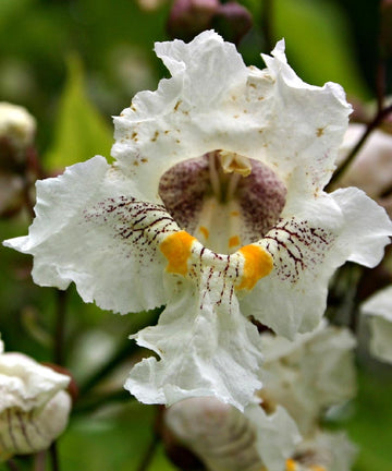 Southern catalpa blume samen for anpflanzung