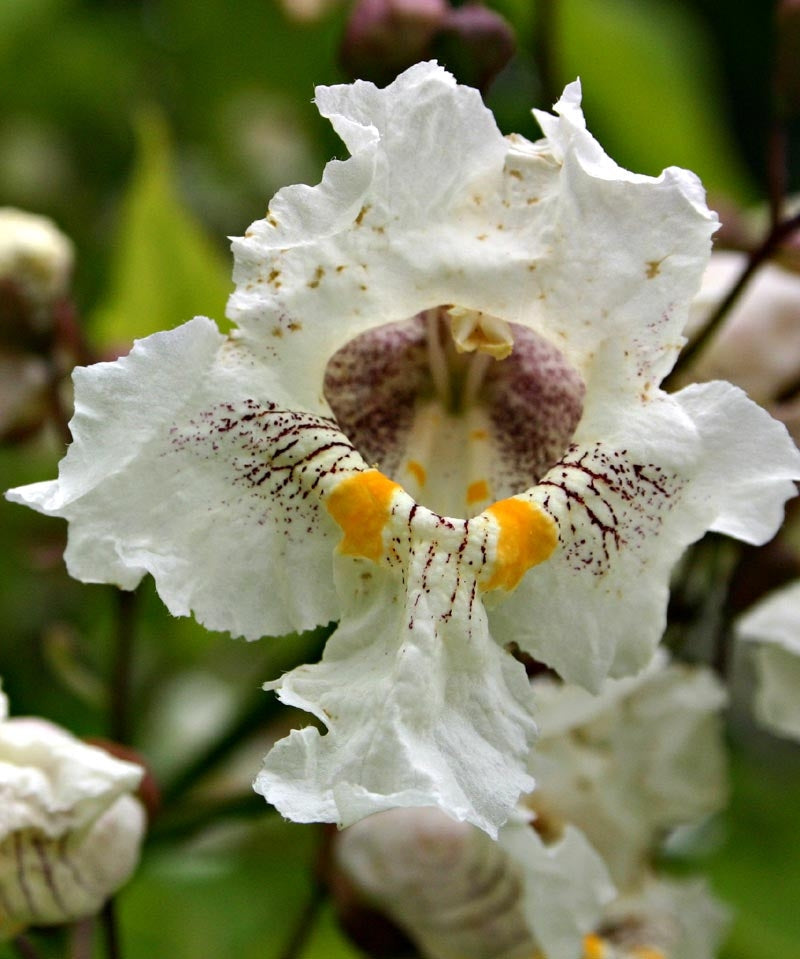 Southern catalpa blume samen for anpflanzung
