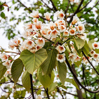 Mature southern catalpa tree with grün foliage