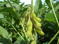 Green Edamame Samen for Beer Brewing  Planting Samen