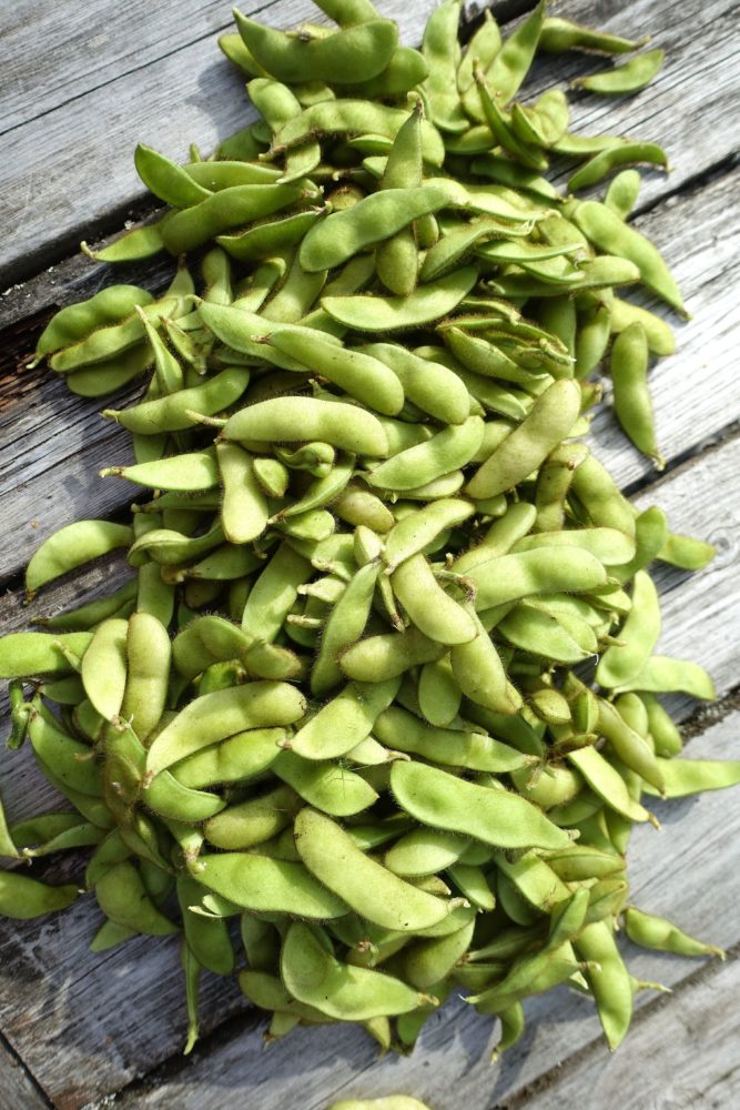 Soybean pflanzen wachsend in gemüse patch