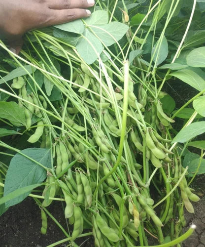 Young brown süße soybean seedlings ready für transplant