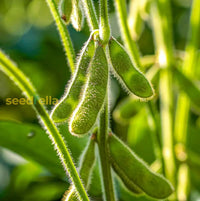 Soybean samen grüne soybean variety für home gardening