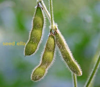 Soybean samen für warm season gemüse gardening