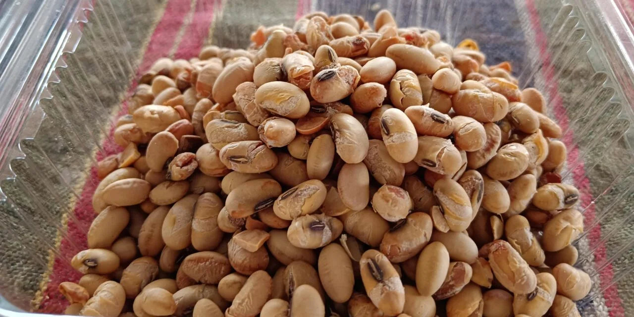 Warm season soybean samen wachsend guide