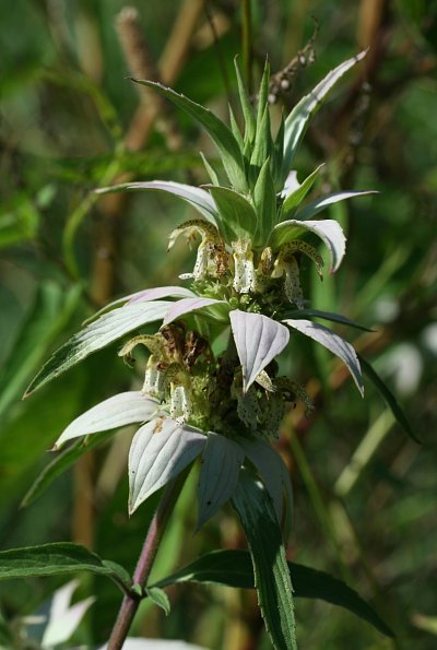 Lila Monarda Punctata Samen zur Aussaat leuchtend mehrjährige Blüten