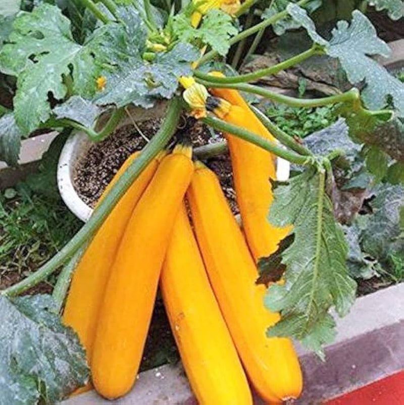 Cucurbita maxima spaceship squash samen für aussaat in gemüse patch and urban farm