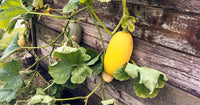 Spaghetti Squash Gemüsesamen für einfache Aussaat