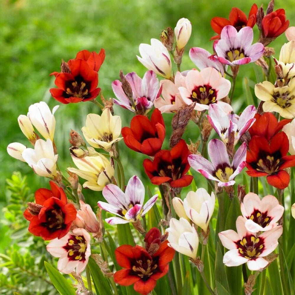 Bright multicolor sparaxis blumen
