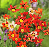 Sparaxis blumen blooming in garten beds