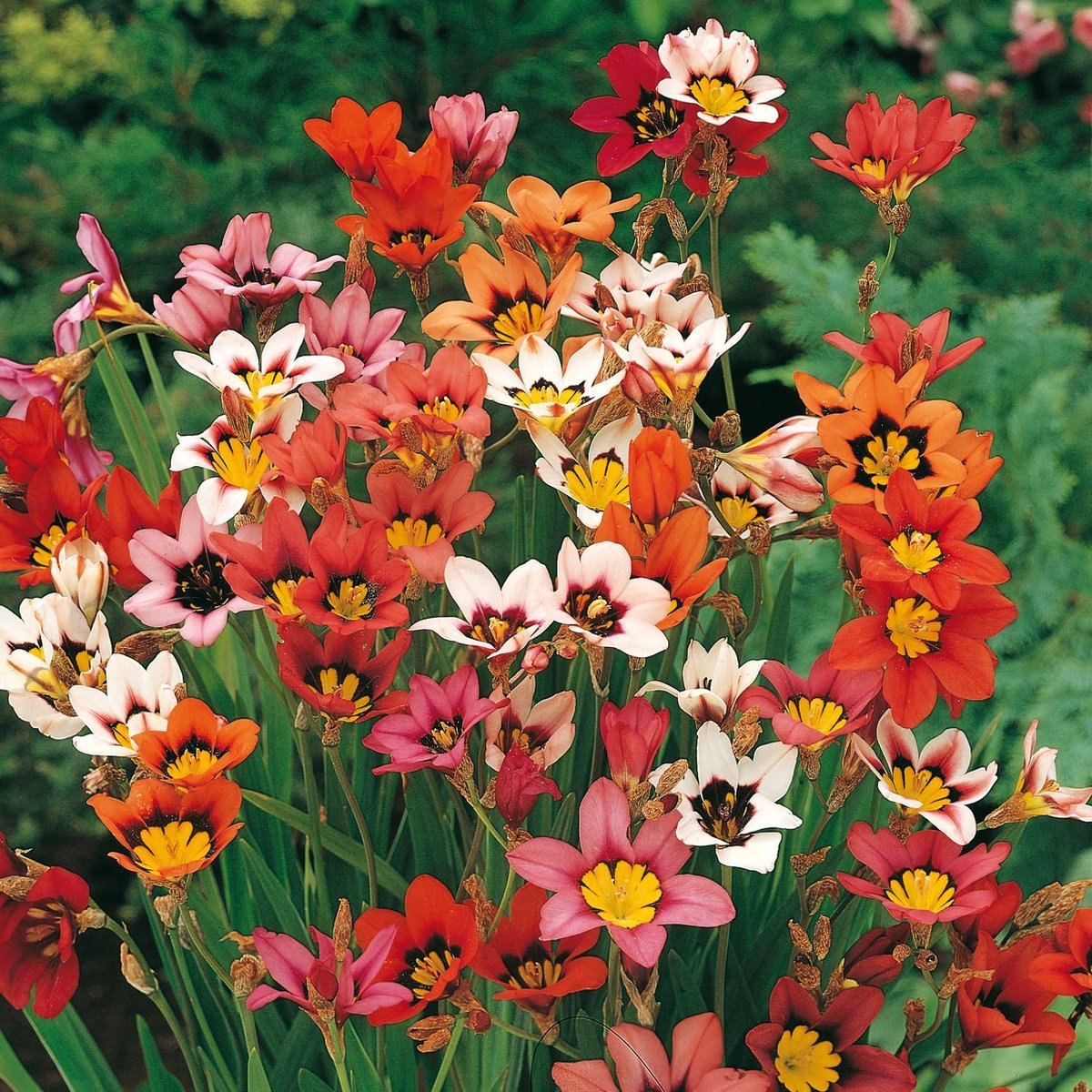 Sparaxis Mischung Samen zur Aussaat farbenfroh Gartenblumen
