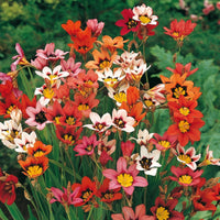 Sparaxis Mischung Samen zur Aussaat farbenfroh Gartenblumen