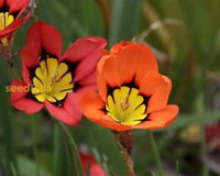 Sparaxis rose samen for gardens and töpfen
