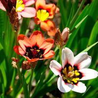 Sparaxis tricolor rose blumen in full bloom