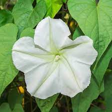 Sparkling twinkle star nighttime blooms