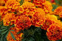 Marigold sparky blume samen for anpflanzung cut blume favorite heirloom & gmo free samen for home garten 
 
 sale for anpflanzung in home garten
