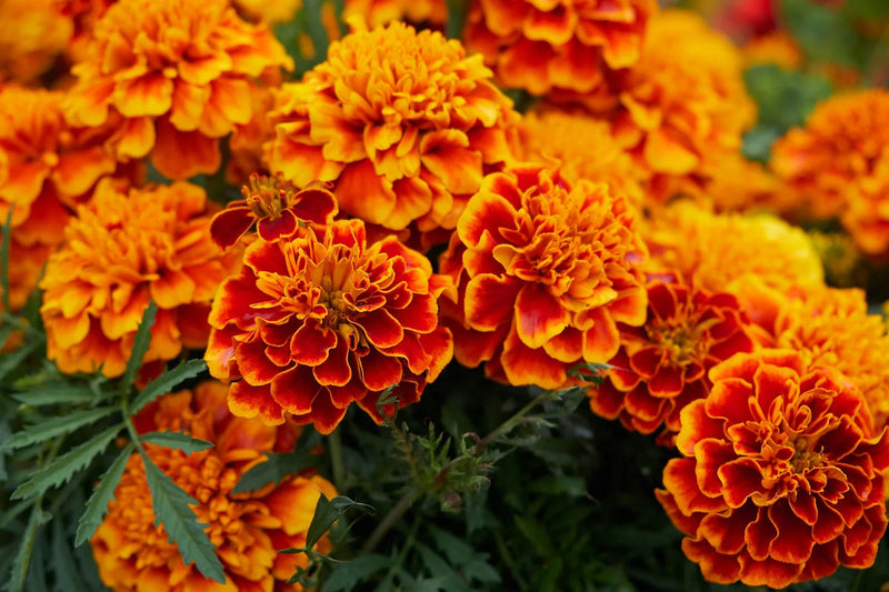 Marigold sparky blume samen for anpflanzung cut blume favorite heirloom & gmo free samen for home garten 
 
 sale for anpflanzung in home garten