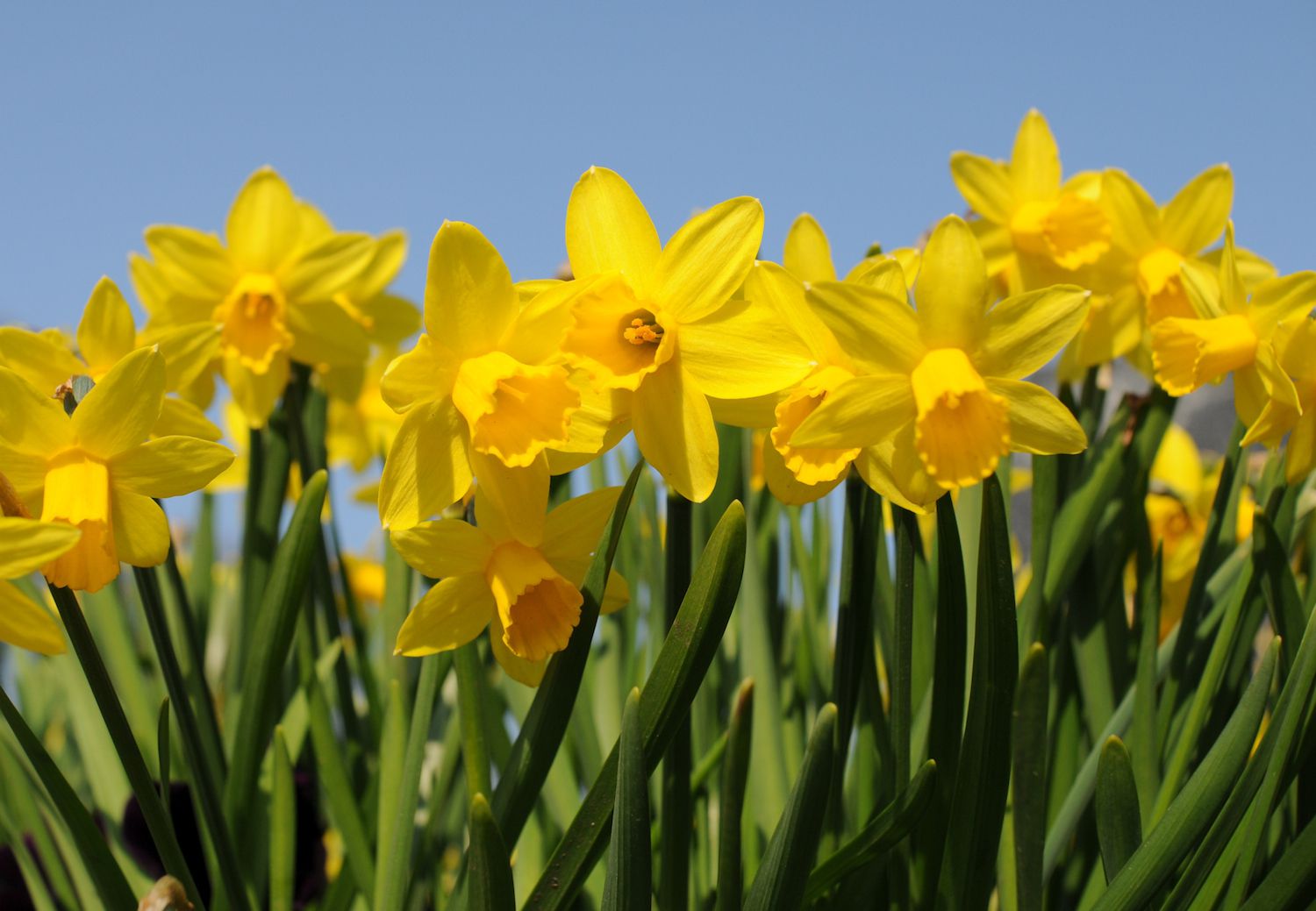 Spartium gelb bloom samen for anpflanzung